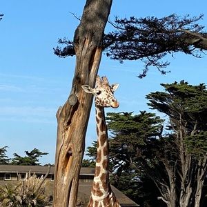 Meet your Posher, Biyanka